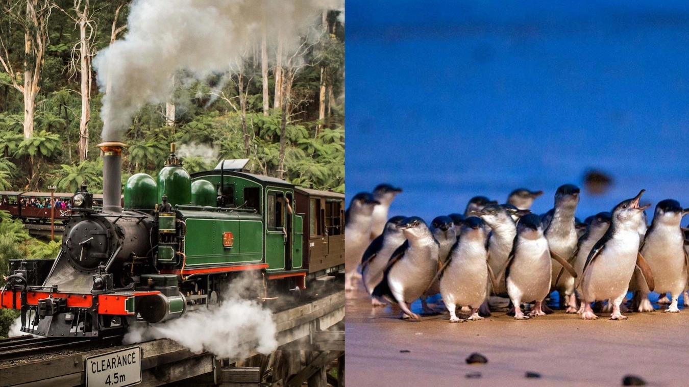 Puffing Billy Train & Penguin Parade